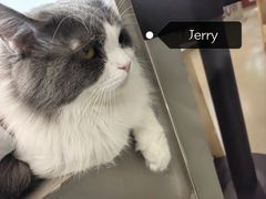 -Cappucimeow猫咪咖啡馆(韦伯时代店)