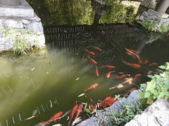 -大唐贡茶院