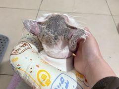 -半岛宠物医院24小时(科华中路店)