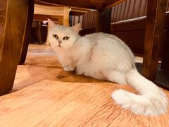-猫小院猫主题餐厅(三里屯店)