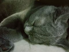 -喵的天空名猫咖啡馆·撸猫·猫舍·用品