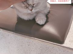 -飞行喵MR PILOT|猫舍·猫咖(静安大融城店)