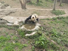 -都江堰中华大熊猫苑