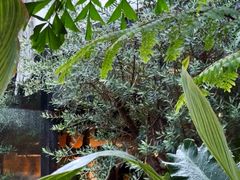 -自由生长植物工作室(深港花卉中心店)