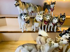 -Husky Go! 哈士奇体验馆·宠物咖啡厅狗咖