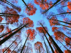 -山王坪喀斯特国家生态公园