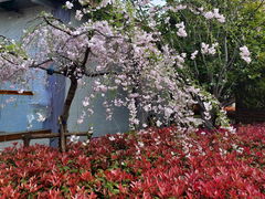 -高东镇樱花园