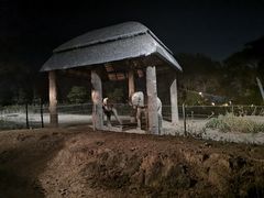 -清迈夜间动物园
