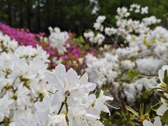 -羊亭河湿地公园