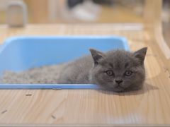 -屋虎猫馆(宝安大仟里店)
