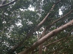 -万绿园