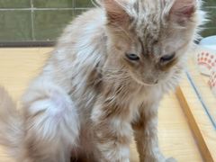 -帕帕拉兹宠物(亚洲旗舰店)