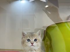 -青奢宠物·青奢猫舍