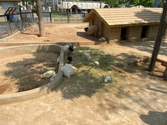 -石家庄市动物园