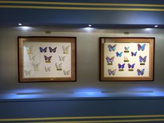 上海昆虫博物馆-上海昆虫博物馆