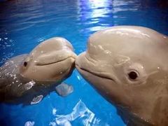 -暹罗海洋世界