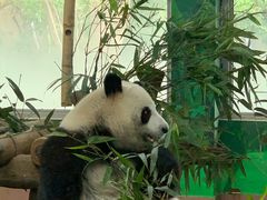 -广州动物园
