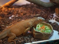 -广州长隆飞鸟乐园
