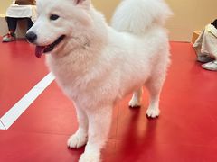 -和它·交个朋友·狗咖猫咖(爱琴海店)
