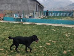 -趣玩宠物乐园寄养训犬训狗游泳池