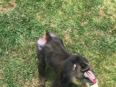 -西霞口神雕山野生动物世界