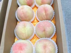 -南汇新场正宗水蜜桃采摘