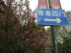 -武汉大学-樱园
