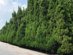 -上海市龙华烈士陵园