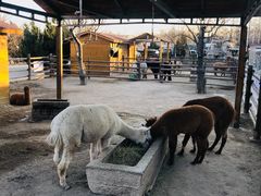 -北京市海淀外国语实验学校