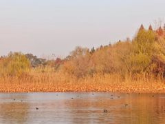 -溱湖国家湿地公园