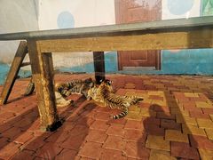 -大连森林动物园