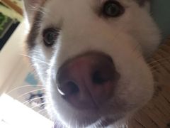 -Husky Go! 哈士奇体验馆·宠物咖啡厅狗咖