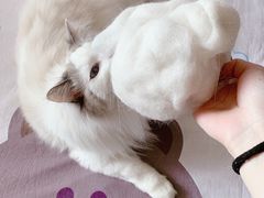 -PETKIT 小佩宠物·低压洗护·美容·寄养(安远店)