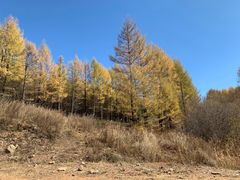 -塞罕坝国家级自然保护区