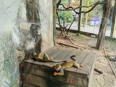 -灵玲国际马戏城