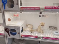 -lincat·猫舍(广州店)