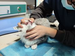 -关爱宠物医院·猫科中心·消化科(滨湖万达分院)