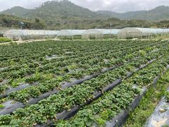 -惠州金海湾嘉华度假酒店