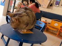 -平行世界·猫咖(首经贸店)