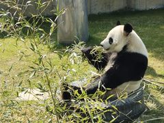 -上海野生动物园