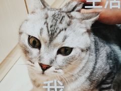 -猫亿天猫咖