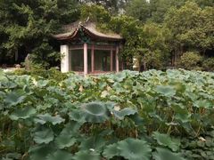 -莲湖公园