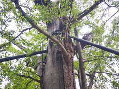 -上海佘山国家森林公园天马山园