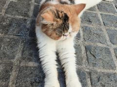 -猫岛主趣味餐厅(鼓浪屿店)
