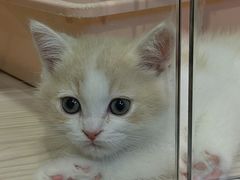 -屋虎猫馆(宝安大仟里店)