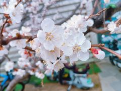 -长春市南湖公园