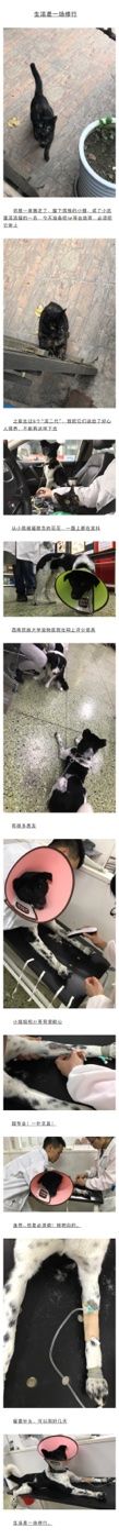 -成都民大动物医院