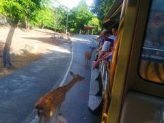 -清迈夜间动物园