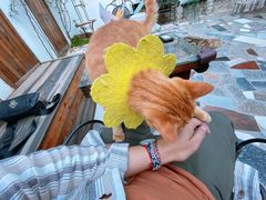 -喵屿·大理花园猫咖