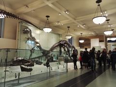 -美国自然历史博物馆